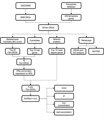 Identification and validation of ferroptosis key genes in bone mesenchymal stromal cells of primary osteoporosis based on bioinformatics analysis